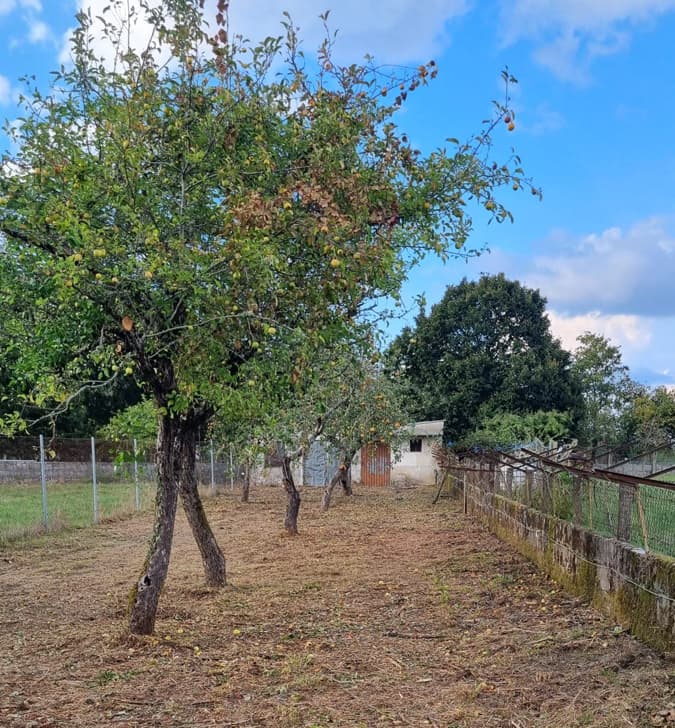  Desbroce y limpieza de terrenos en Ourense