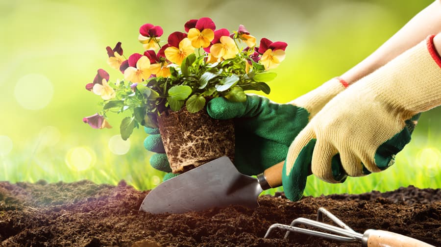 Diseño de jardines en A Coruña