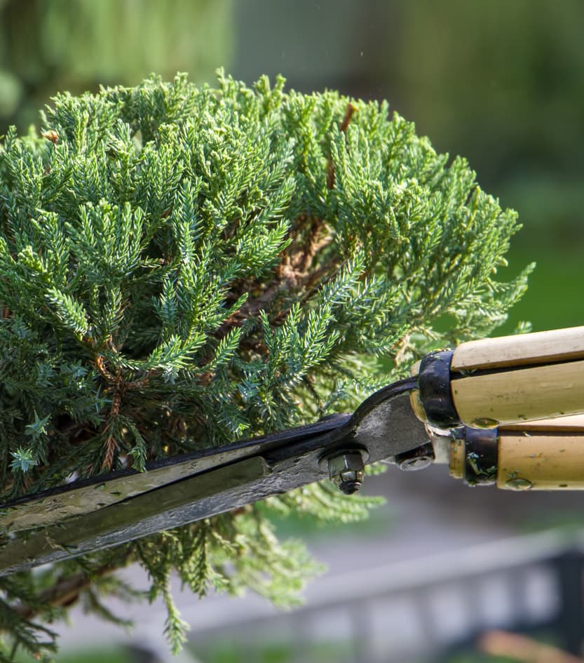  Especialistas en el mantenimiento de jardines en A Coruña