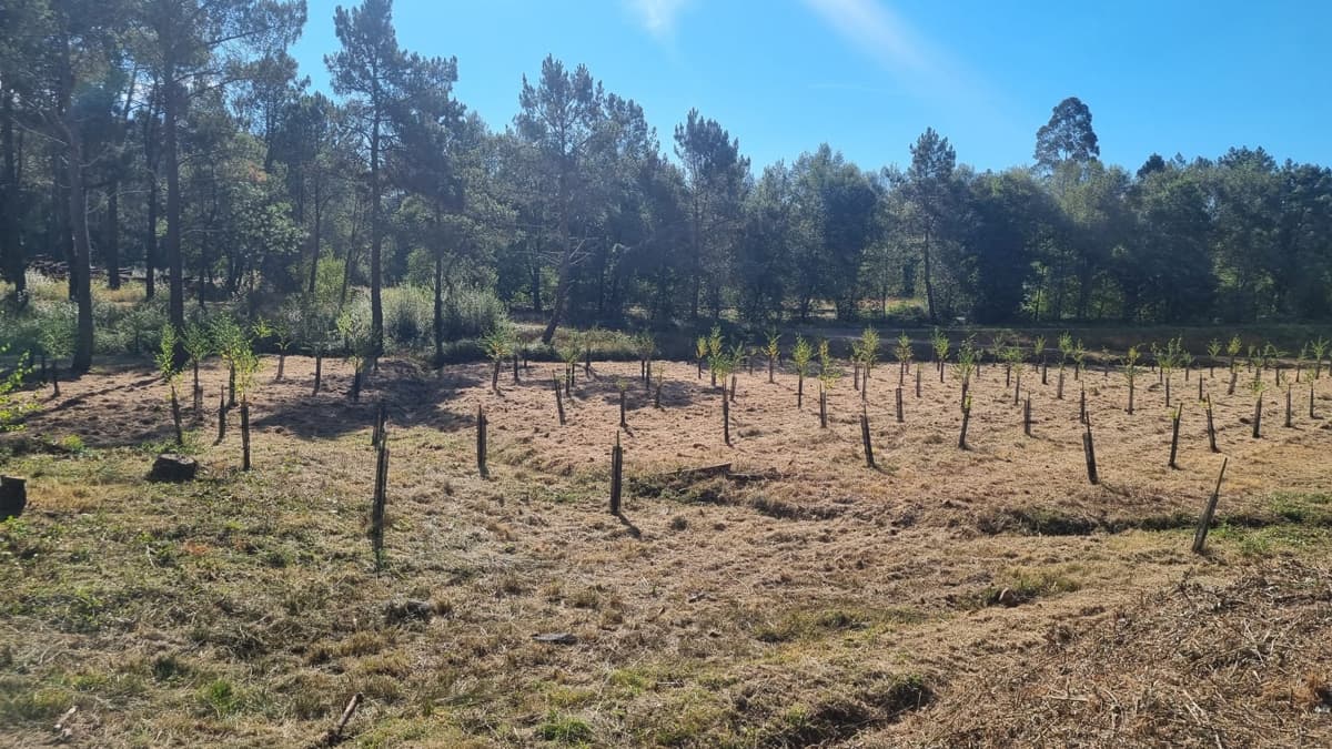 jardinería y desbroces en Ourense