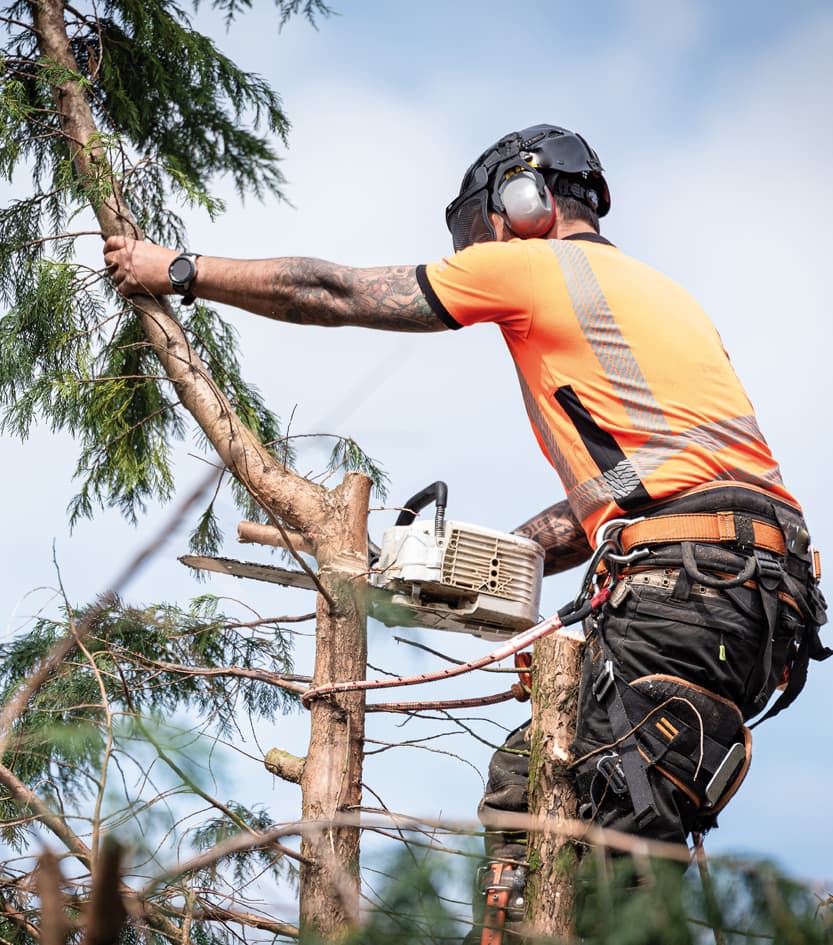 Opta por nuestro servicio de poda en altura en Lugo