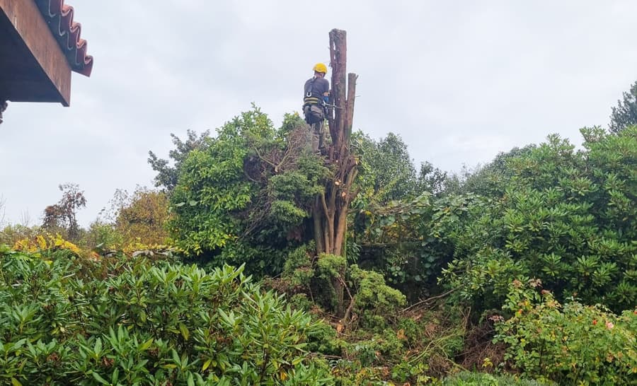  Poda en altura en Ourense