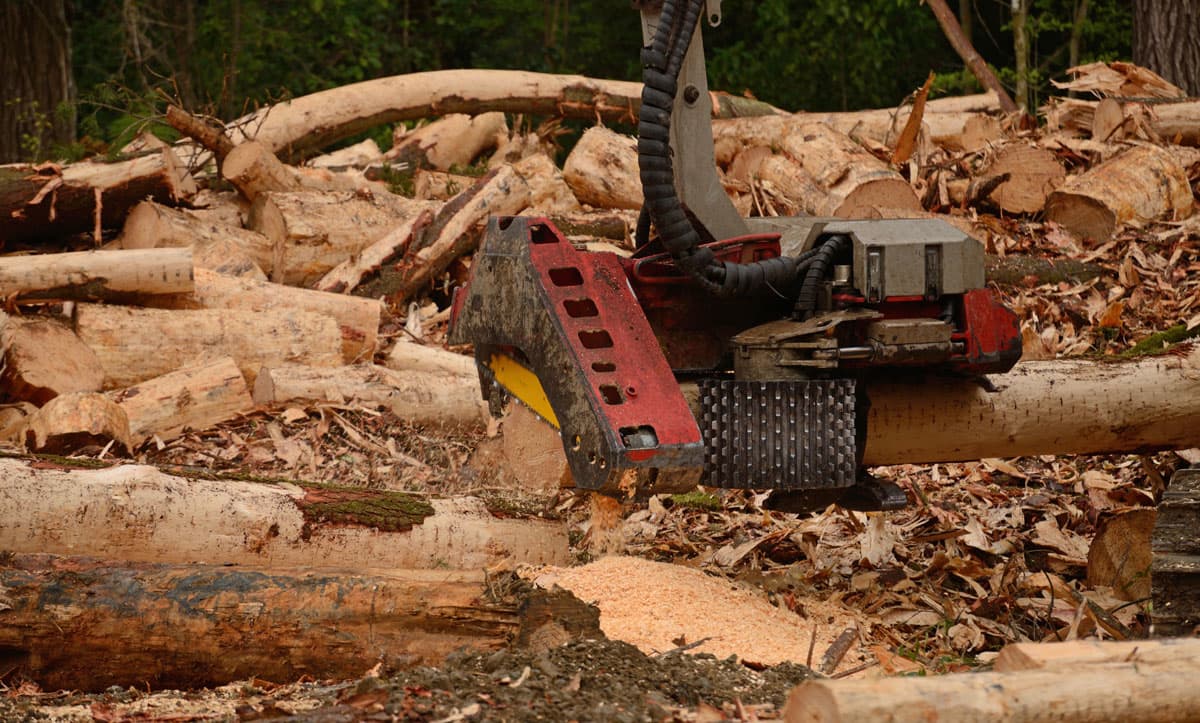 Tala automática de árboles en Ourense