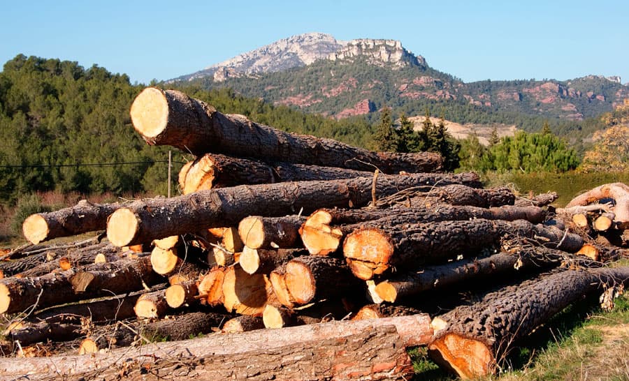  Poda en altura en Ourense