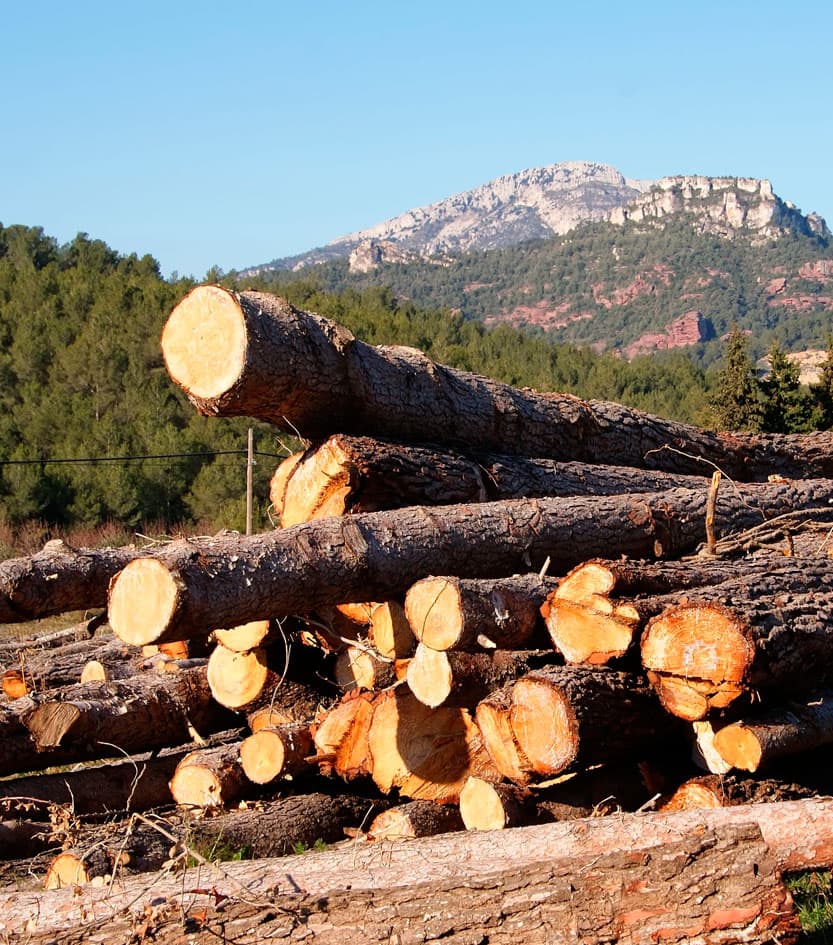 Tala de árboles en Ourense